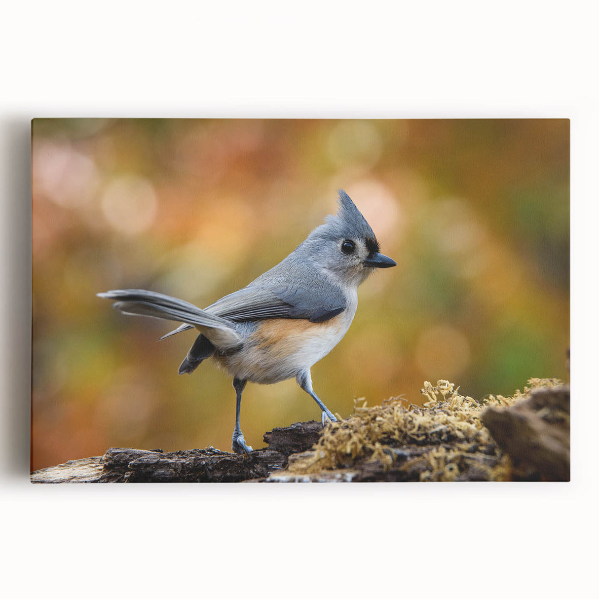 Vibrant wall art featuring a variety of colorful garden birds, printed on stretched canvas for a lively home decor accent, showcasing intricate details and natural settings.