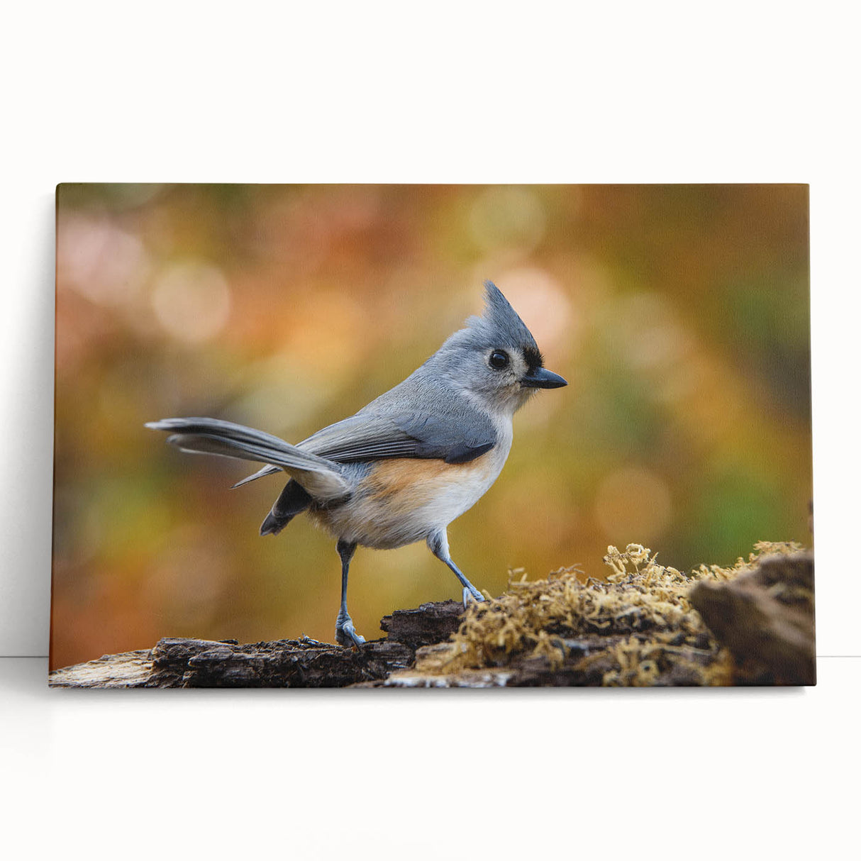 Colorful garden birds wall art design on stretched canvas, showcasing vibrant illustrations of various bird species in a natural setting, perfect for home decor.
