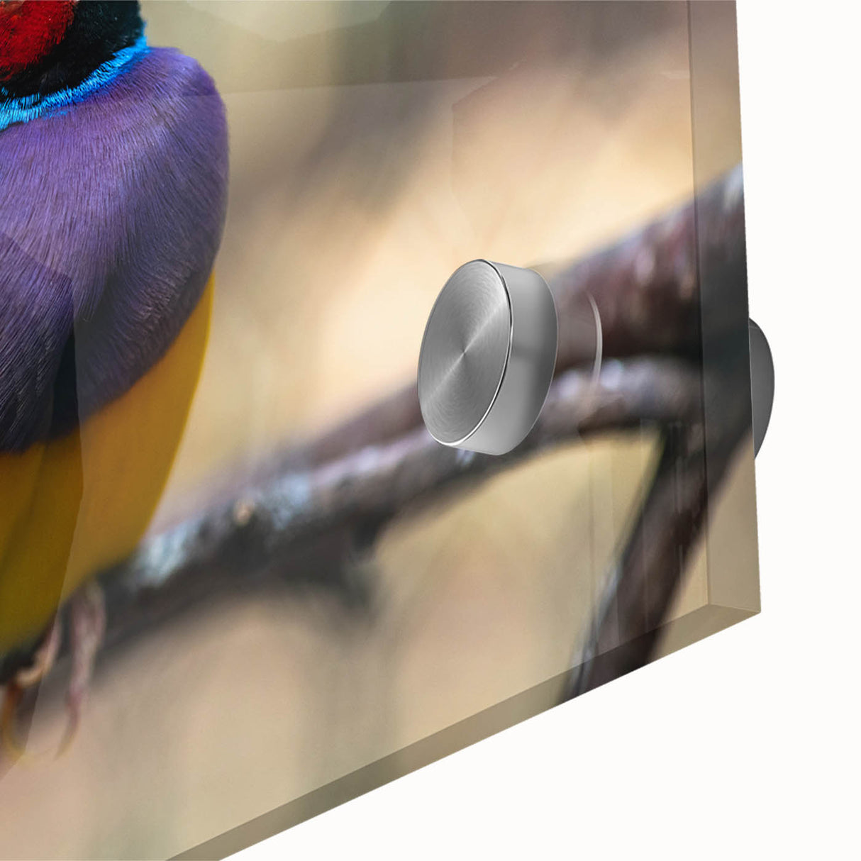 Vibrant close-up of a colorful garden bird design on acrylic glass wall art, showcasing intricate feather details and lively colors, ideal for nature enthusiasts.