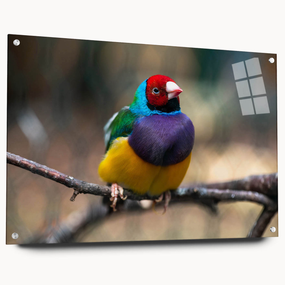 Colorful wall art featuring a vibrant garden birds design, displayed in an acrylic glass frame with pins, showcasing intricate details and a modern aesthetic ideal for home decor.