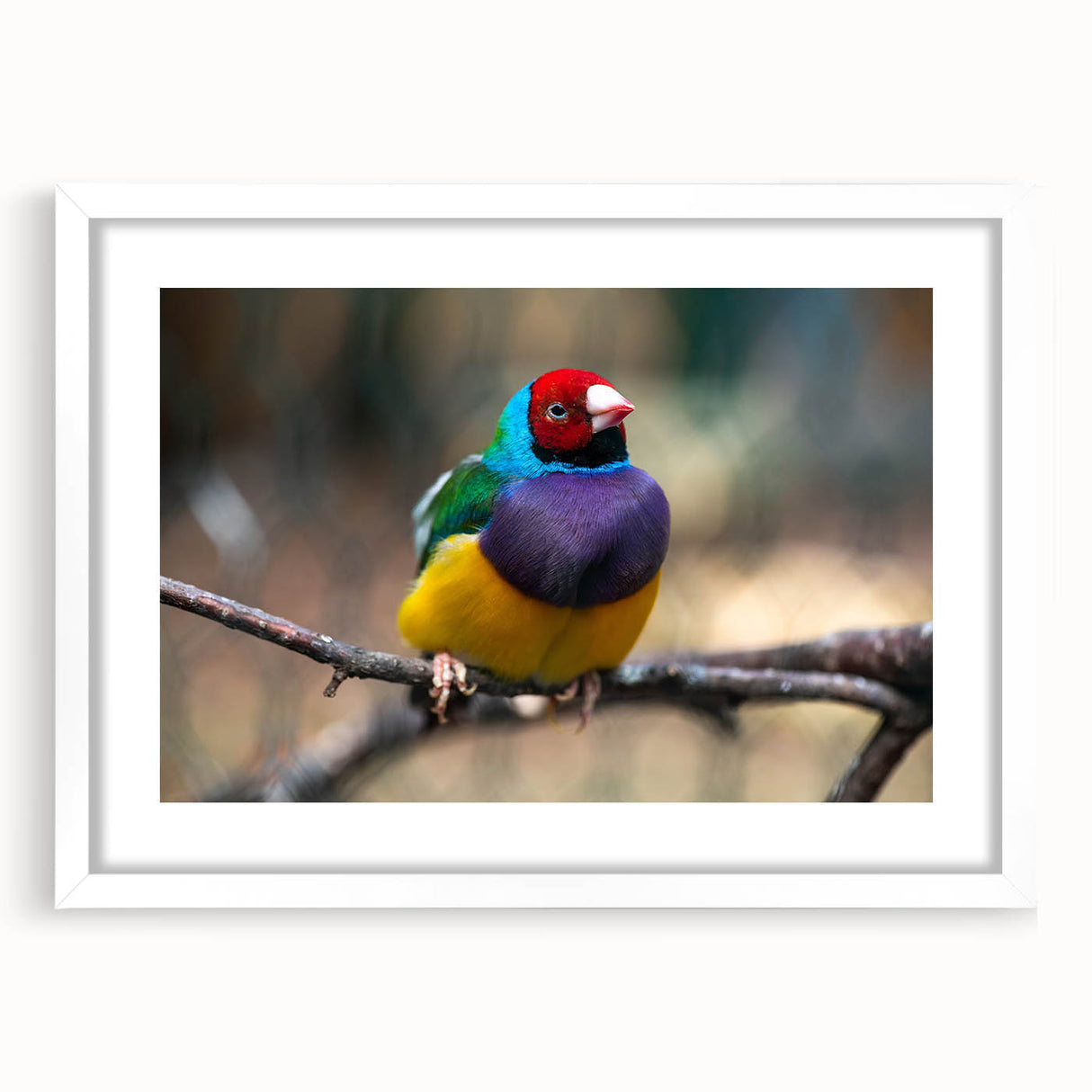 Framed wall art featuring a vibrant garden bird design, showcasing colorful birds in a natural setting, with a sleek white mat and frame, perfect for home decor.