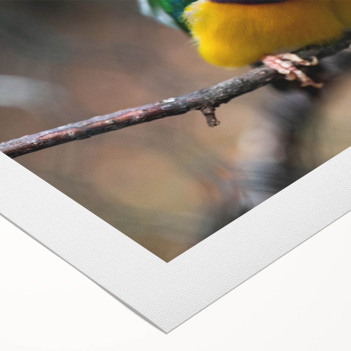Colorful rolled canvas showcasing a vibrant garden birds design, perfect for home decor. The artwork features detailed illustrations of various birds amidst lush greenery, ideal for nature lovers and art enthusiasts. Packaged securely in a cardboard tube for easy transport and protection.