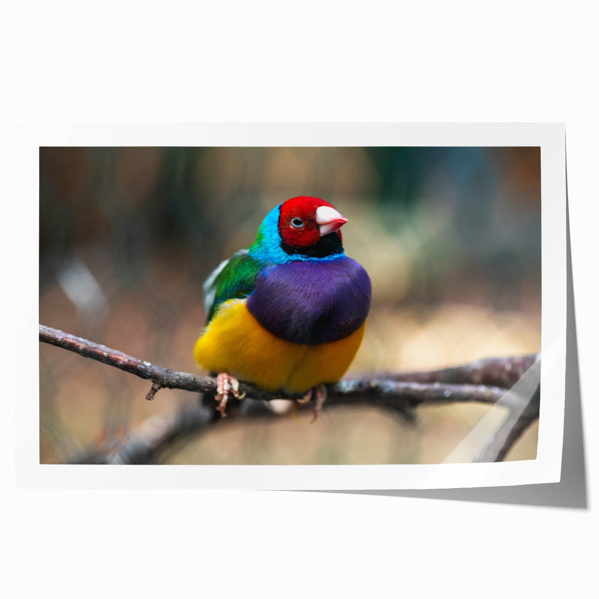 Colorful wall art print showcasing a vibrant design of various garden birds, perfect for nature lovers and home decor enthusiasts. The rolled artwork is ideal for framing.