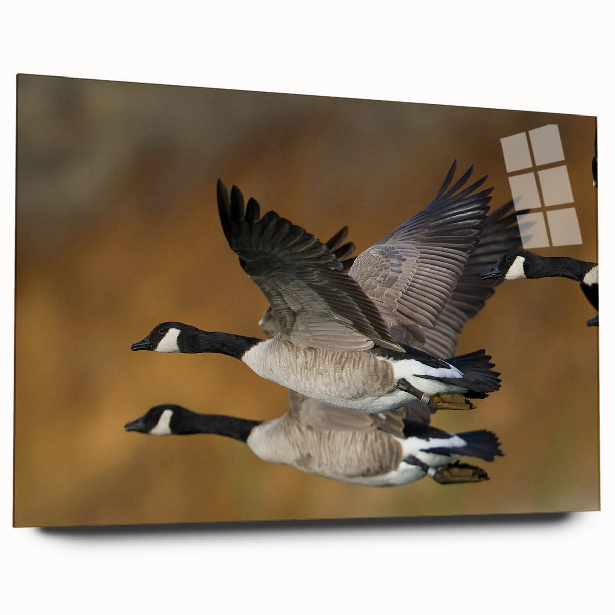 Acrylic wall art depicting a graceful goose design in a modern style, showcased from a side view, highlighting its vibrant colors and sleek finish. Ideal for contemporary home decor.