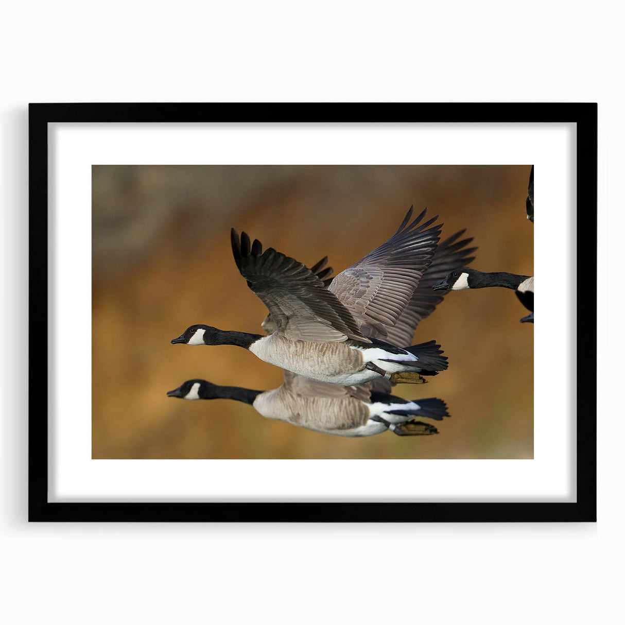 Framed wall art featuring a stylish black design of geese in a modern setting, showcasing intricate details and a matte finish, perfect for home decor.