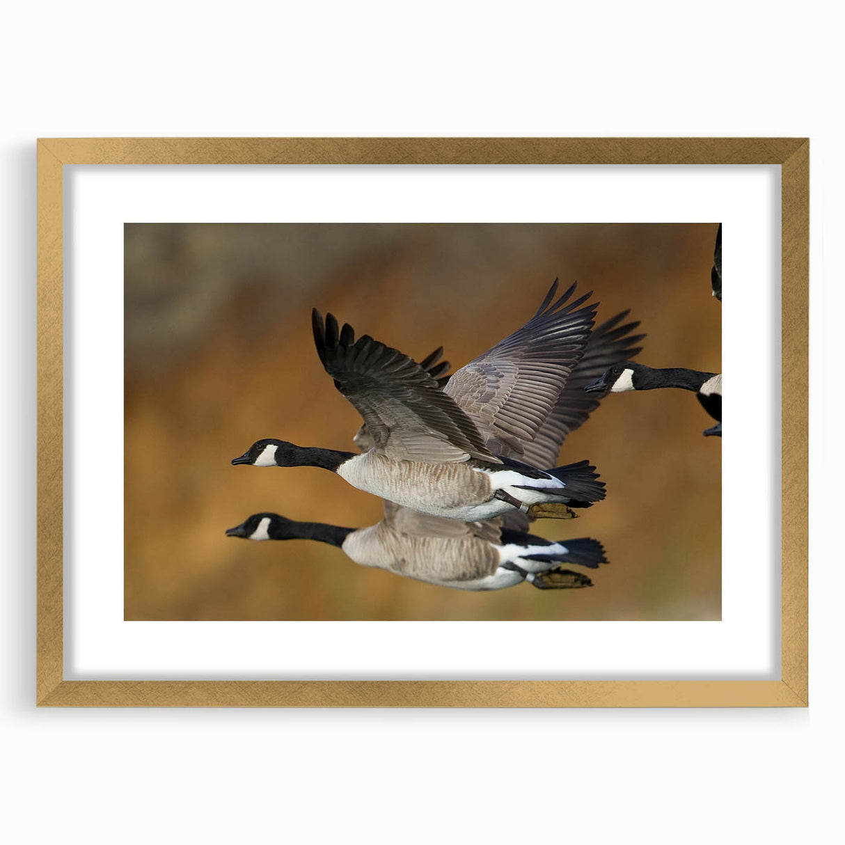 Framed wall art featuring a minimalist goose design in gold, set against a white mat, perfect for modern home decor. Ideal for bird lovers and art enthusiasts.