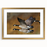 Framed wall art featuring a minimalist goose design in gold, set against a white mat, perfect for modern home decor. Ideal for bird lovers and art enthusiasts.
