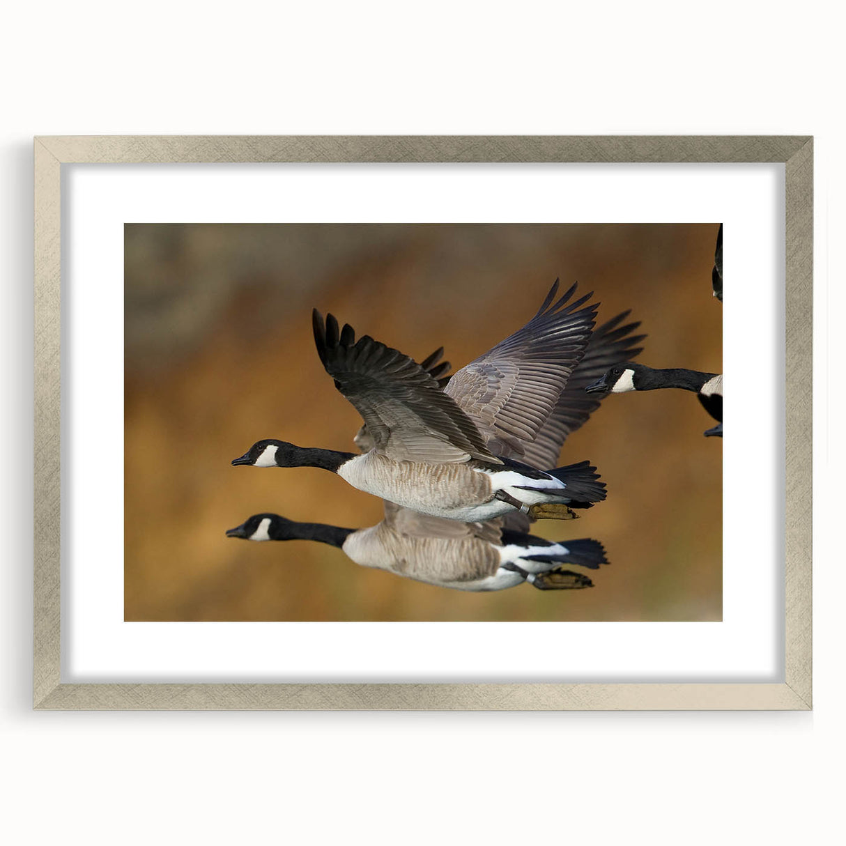 Elegant silver-framed wall art showcasing a beautifully detailed goose design, perfect for enhancing home decor. The artwork features vibrant colors and intricate patterns, ideal for bird lovers and art enthusiasts.