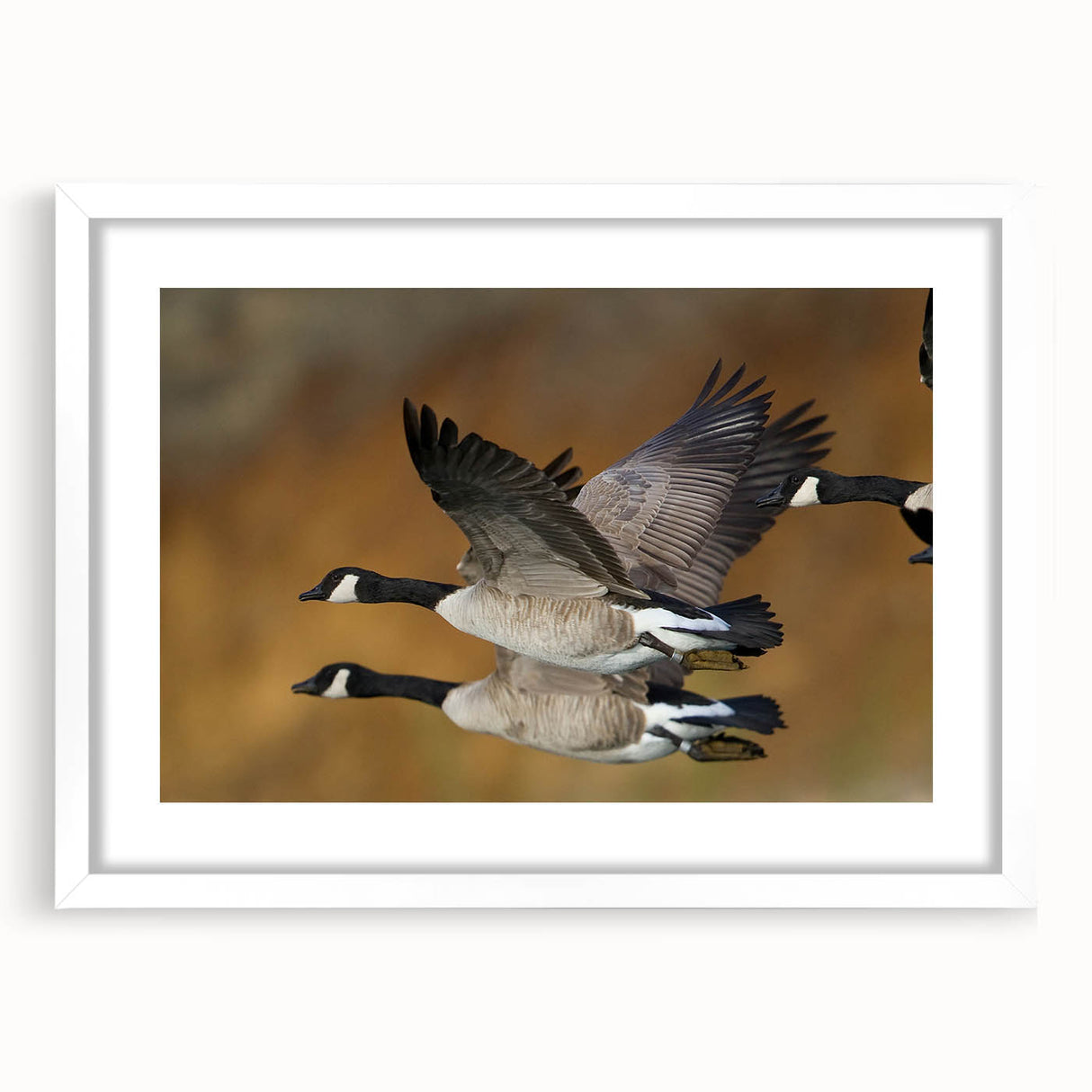 Elegant wall art featuring a goose design in a sleek white frame with a mat, ideal for enhancing home decor and adding a touch of nature-inspired elegance.