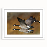 Elegant wall art featuring a goose design in a sleek white frame with a mat, ideal for enhancing home decor and adding a touch of nature-inspired elegance.