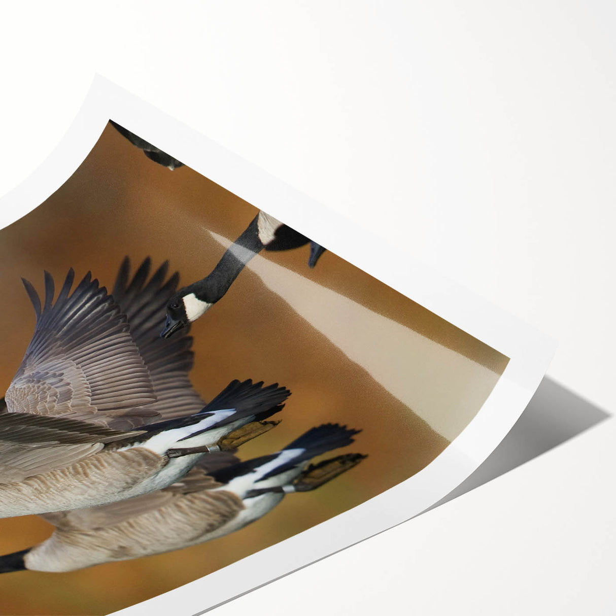 Rolled print featuring a whimsical goose design, showcasing vibrant colors and intricate details, ideal for home decor or art collection. Packaged securely in a protective cardboard tube.