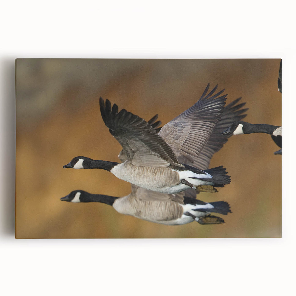 Stretched canvas wall art featuring a vibrant goose design, showcasing intricate details and bold colors, perfect for contemporary home decor.