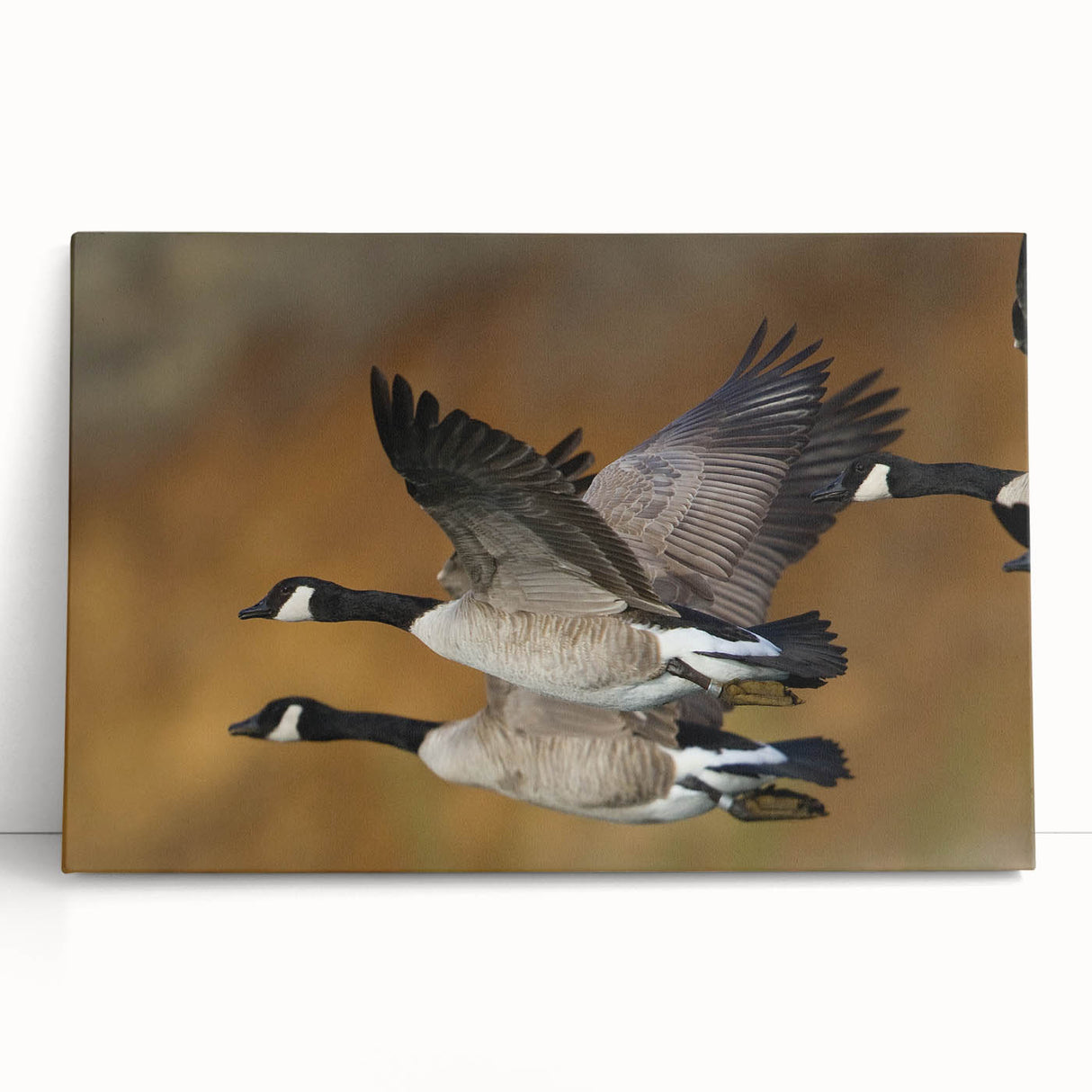 Stretched canvas wall art featuring a serene goose design, showcasing soft blue and beige tones, ideal for enhancing home decor in living spaces or offices.