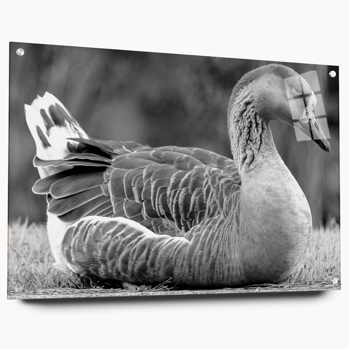 Side view of a contemporary wall art collection featuring a goose design, displayed on acrylic glass, secured with stylish pins, ideal for modern home decor.