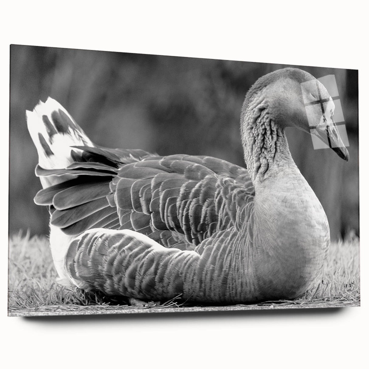 Side view of a sleek acrylic glass wall art collection featuring a vibrant goose design, perfect for modern decor. Ideal for enhancing living spaces with color and style.