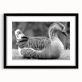 Black-framed wall art collection featuring a stylized goose design, elegantly matted, perfect for modern home decor, showcasing a minimalist aesthetic.