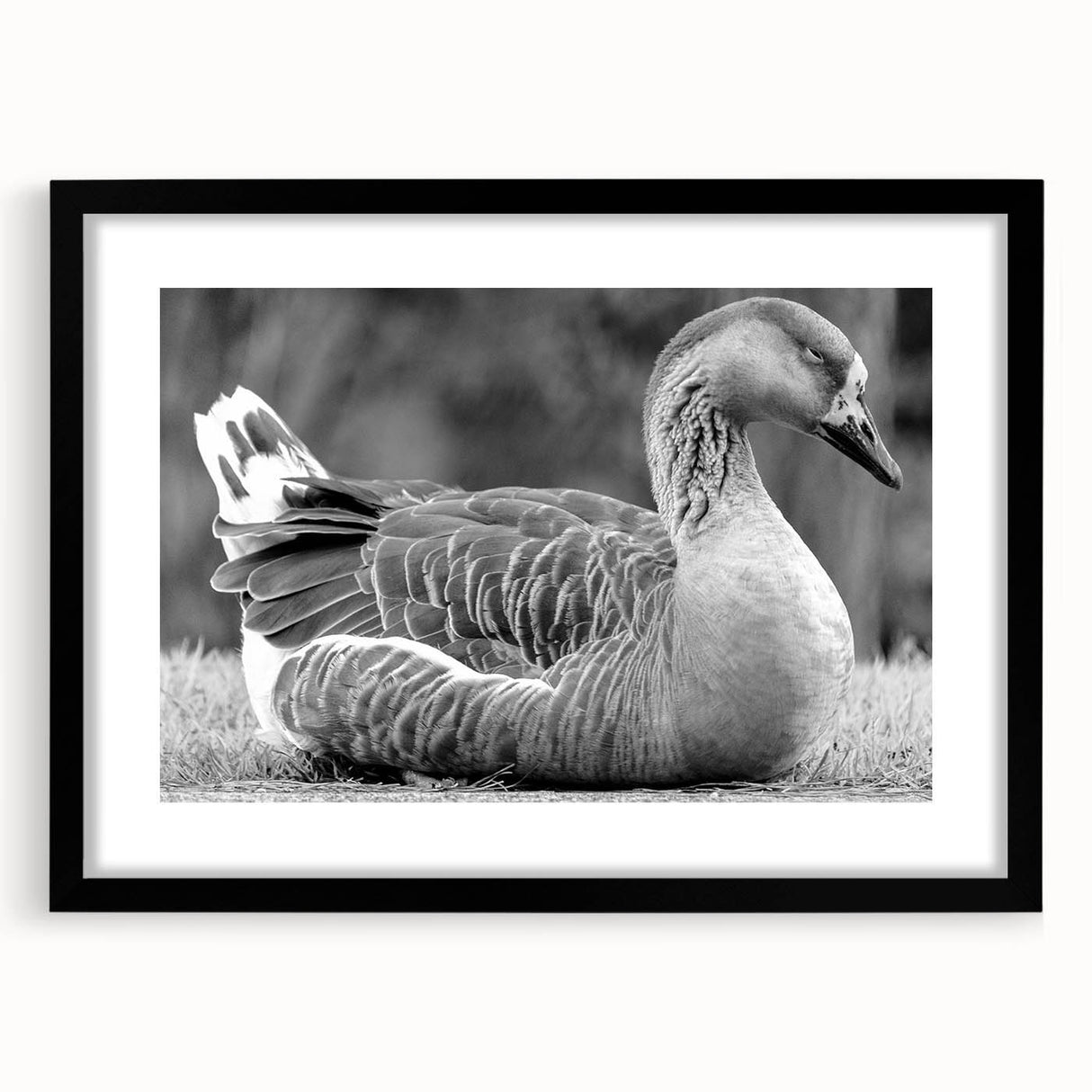 Black-framed wall art collection featuring a stylized goose design, elegantly matted, perfect for modern home decor, showcasing a minimalist aesthetic.