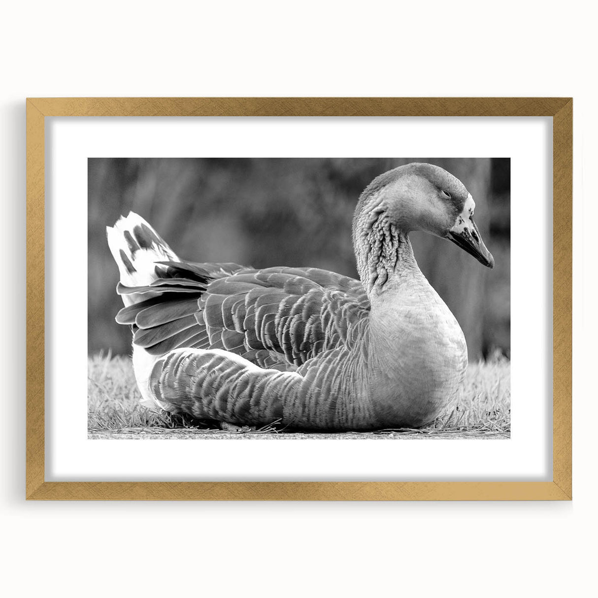 Elegant wall art featuring a framed collection of five goose designs in gold tones, enhancing any decor with a sophisticated touch. The artwork is beautifully matted, showcasing intricate details and a refined aesthetic, perfect for bird lovers and art enthusiasts.