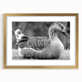 Elegant wall art featuring a framed collection of five goose designs in gold tones, enhancing any decor with a sophisticated touch. The artwork is beautifully matted, showcasing intricate details and a refined aesthetic, perfect for bird lovers and art enthusiasts.