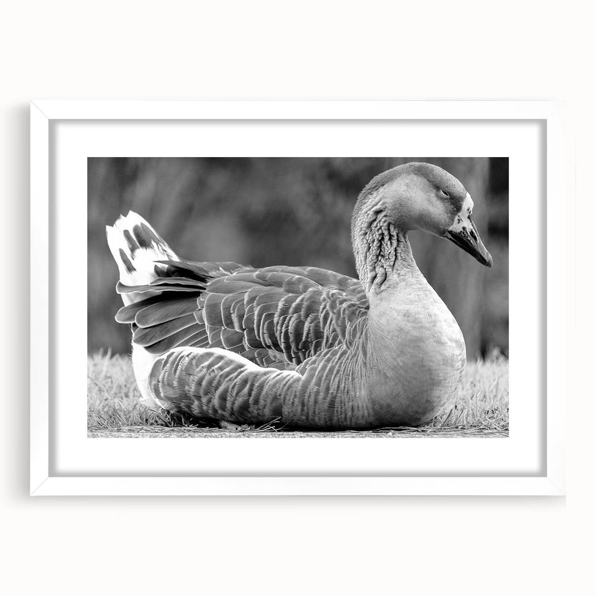 Elegant wall art featuring a framed collection of goose-themed designs, set against a crisp white mat. Ideal for enhancing modern home decor with nature-inspired aesthetics.