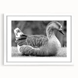 Elegant wall art featuring a framed collection of goose-themed designs, set against a crisp white mat. Ideal for enhancing modern home decor with nature-inspired aesthetics.
