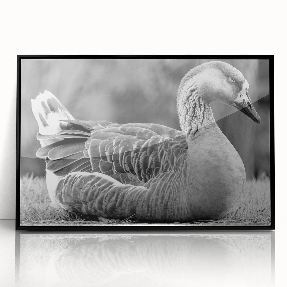 Framed wall art collection featuring a stylish black front view of a goose design, perfect for modern home decor. Ideal for enhancing living spaces with nature-inspired aesthetics.