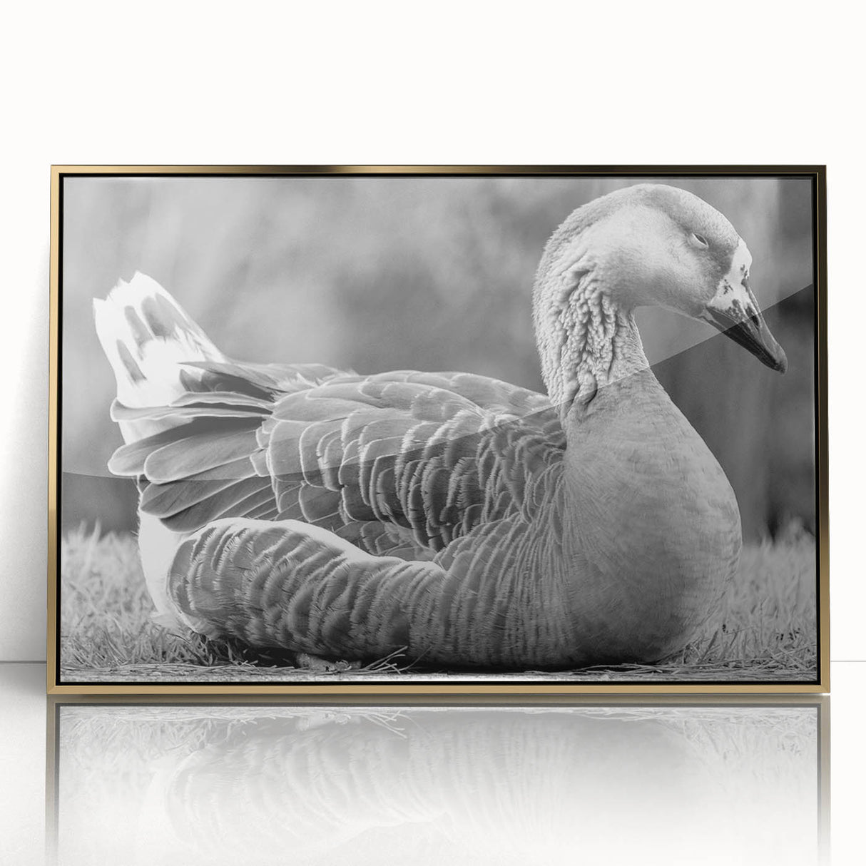 Framed wall art collection featuring elegant gold-accented goose designs, showcasing intricate details and vibrant colors, perfect for enhancing modern home decor.