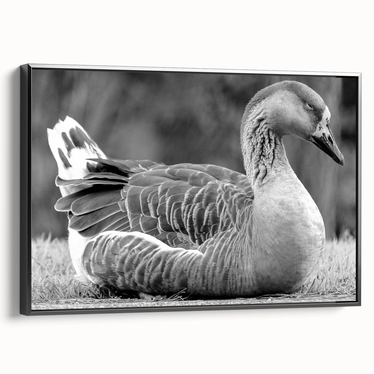 Framed wall art collection featuring a stylish design of geese in flight, set against a black background. The canvas is showcased in a side view, highlighting its elegant frame and modern aesthetic. Perfect for enhancing home décor with a touch of nature-inspired artistry.