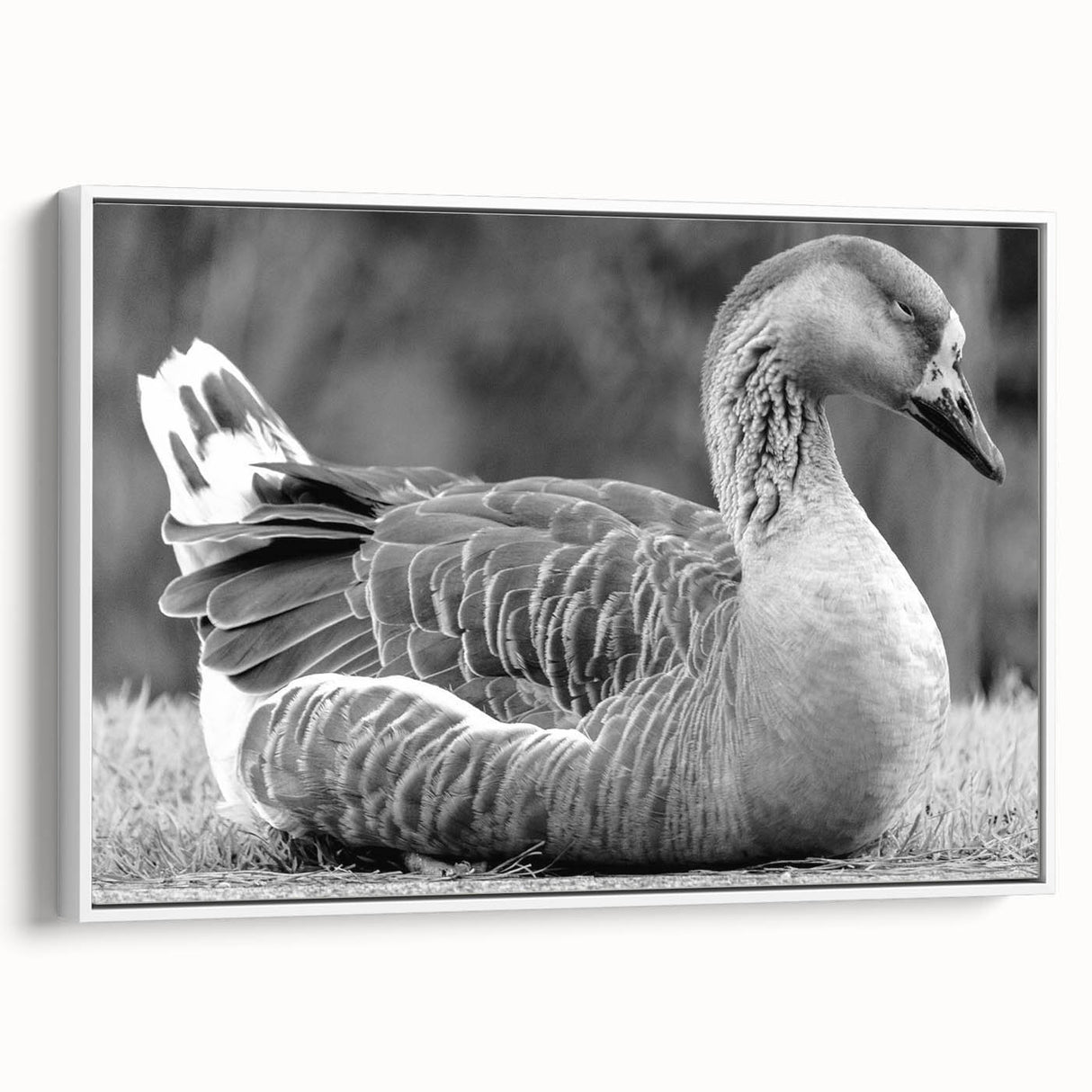 Framed wall art featuring a serene goose design on a white background, showcasing elegant brushstrokes and a modern aesthetic, perfect for home decor.