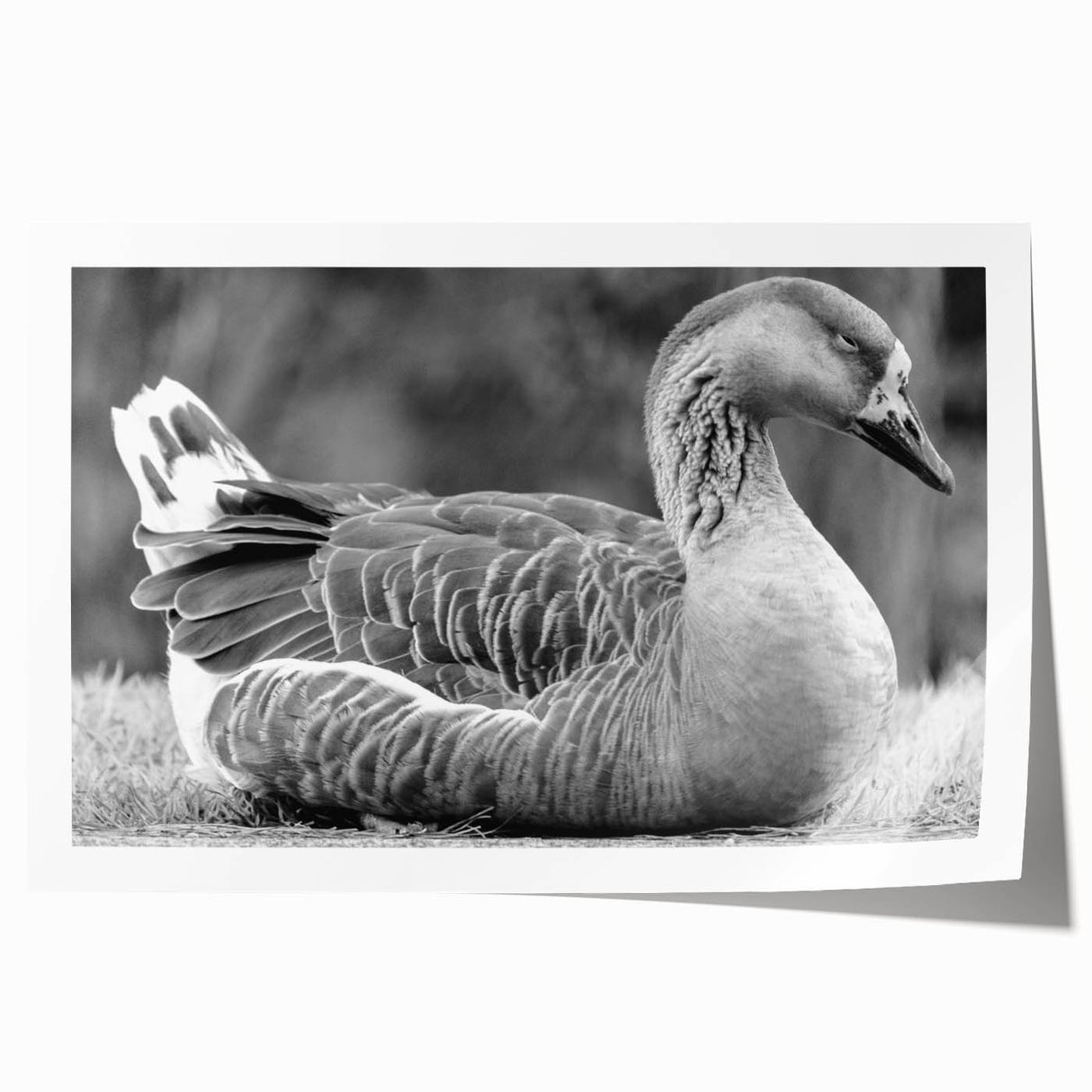 Rolled art print showcasing a serene goose design against a soft blue background, perfect for enhancing home decor with nature-inspired elegance. Ideal for wildlife enthusiasts.