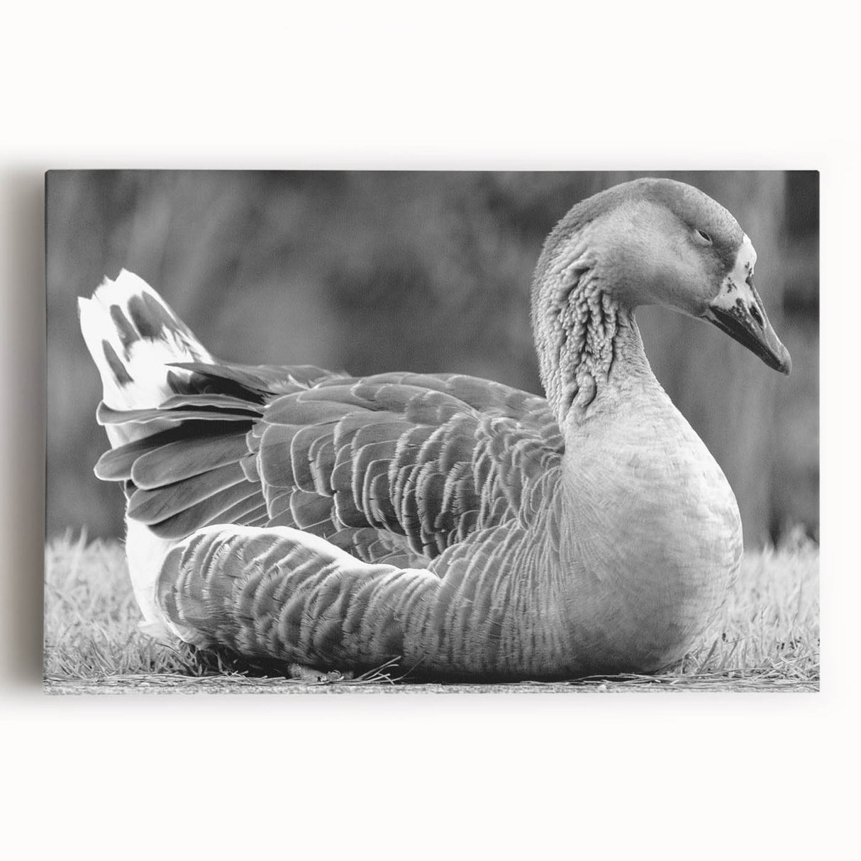 Stretched canvas artwork showcasing a serene goose design in soft pastel colors, perfect for home decor in living rooms or offices, enhancing tranquil aesthetics.