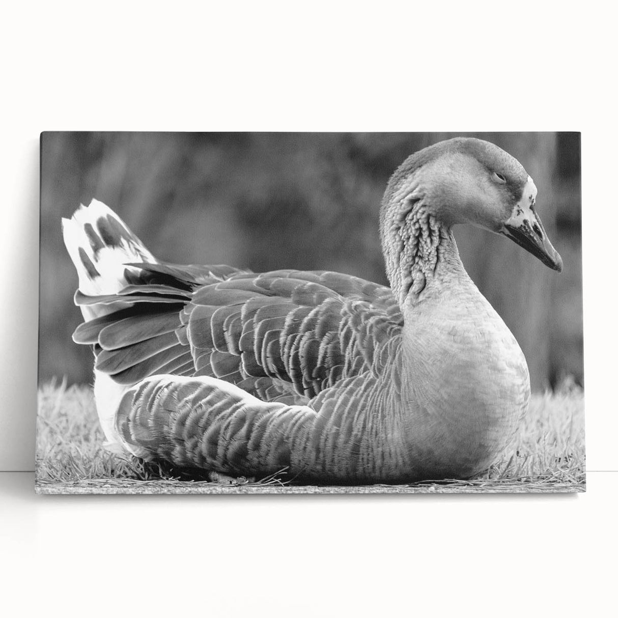 Stretched canvas wall art featuring a serene goose design, showcasing soft pastel colors and a modern aesthetic, ideal for home decor enhancement.