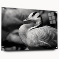 Acrylic glass wall art collection showcasing a detailed goose design, elegantly displayed with pins on a white background, perfect for modern home decor.
