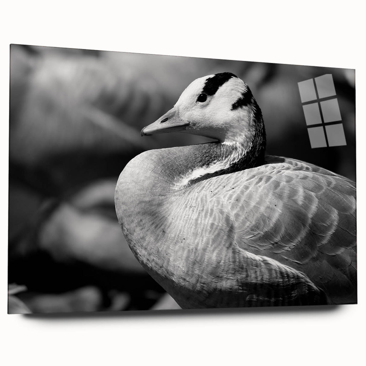 Side view of a modern wall art collection featuring a goose design printed on acrylic glass, showcasing vibrant colors and sleek edges, ideal for contemporary decor.