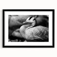 Framed wall art collection showcasing a stunning goose design in black and white, featuring a sleek black frame and mat, perfect for modern home decor.
