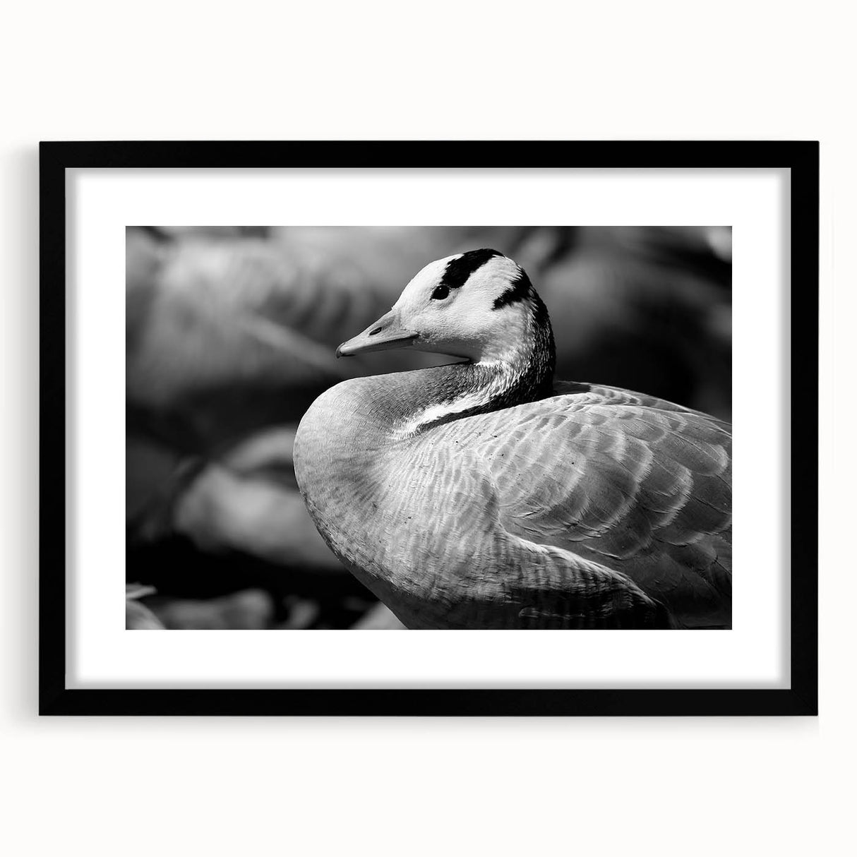Framed wall art collection showcasing a stunning goose design in black and white, featuring a sleek black frame and mat, perfect for modern home decor.