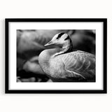 Framed wall art collection showcasing a stunning goose design in black and white, featuring a sleek black frame and mat, perfect for modern home decor.