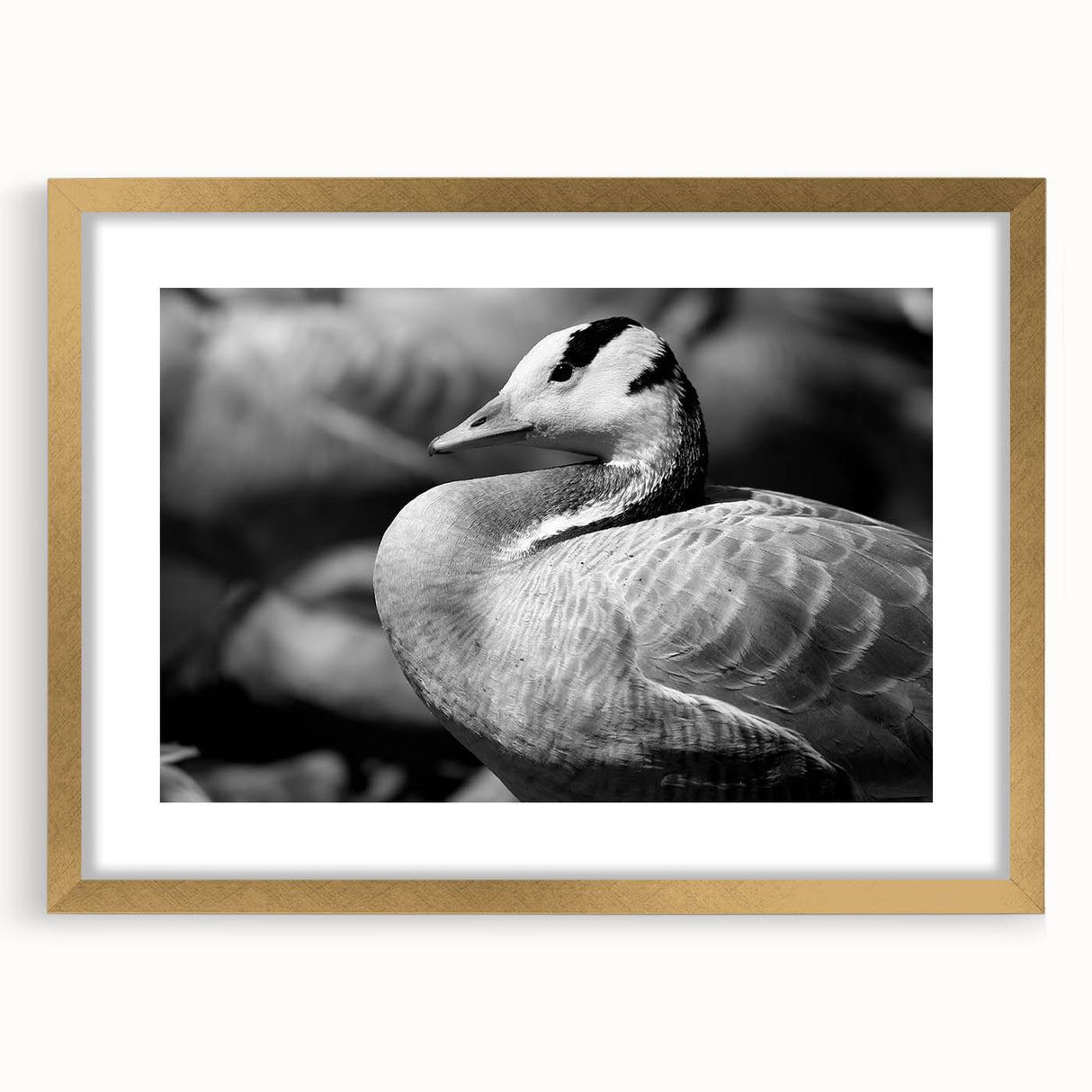 Framed wall art collection featuring a stylish goose design with a gold mat, ideal for enhancing modern home decor. Perfect for bird lovers and art enthusiasts.
