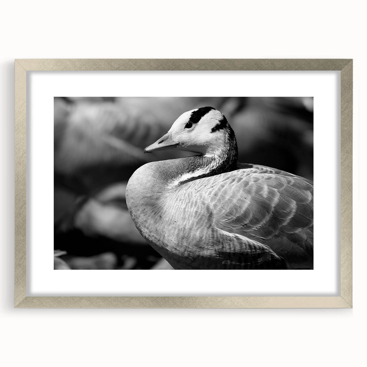 Framed wall art collection featuring a sophisticated goose design in silver frame and matting, perfect for modern home decor. Ideal for nature enthusiasts.