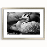 Framed wall art collection featuring a sophisticated goose design in silver frame and matting, perfect for modern home decor. Ideal for nature enthusiasts.