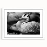 Framed wall art featuring an elegant goose design in soft colors, displayed with a white mat for a modern aesthetic, perfect for home decor.