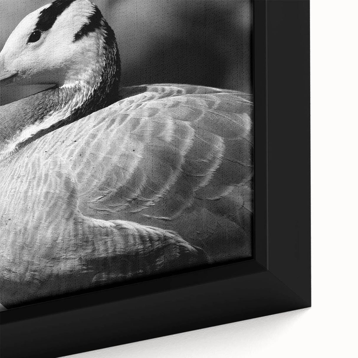 Framed canvas wall art featuring a close-up of a vibrant goose design, showcasing detailed feathers and rich colors, perfect for enhancing home decor.