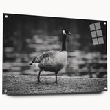 Side view of a wall art collection featuring a stylized goose design printed on acrylic glass, showcasing vibrant colors and mounted with decorative pins for display. Perfect for modern home décor enthusiasts looking to enhance their living space with unique and eye-catching art.