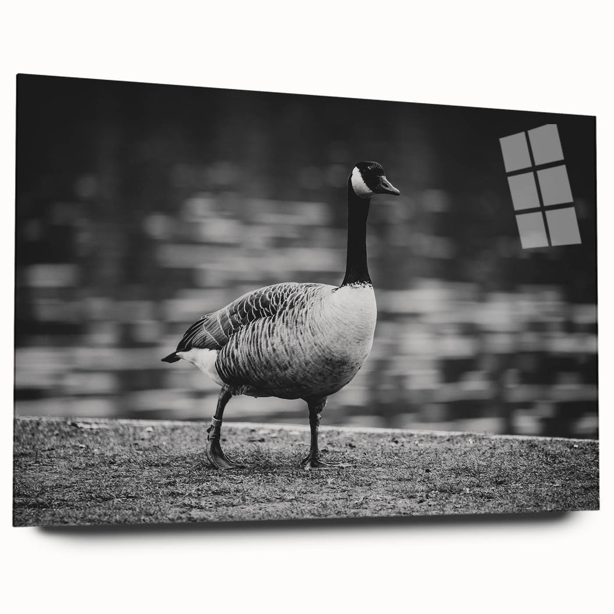 Acrylic wall art collection showcasing a detailed side view of a goose design, featuring vibrant colors and a sleek finish, ideal for modern home decor.