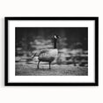 Framed black wall art featuring a serene goose design in a minimalist style, showcasing intricate details and a sleek mat, ideal for modern home decor.