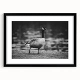 Framed black wall art featuring a serene goose design in a minimalist style, showcasing intricate details and a sleek mat, ideal for modern home decor.