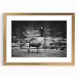 Elegant wall art showcasing a framed goose design with a gold mat, perfect for enhancing modern decor. Ideal for bird lovers and nature enthusiasts seeking stylish home accents.