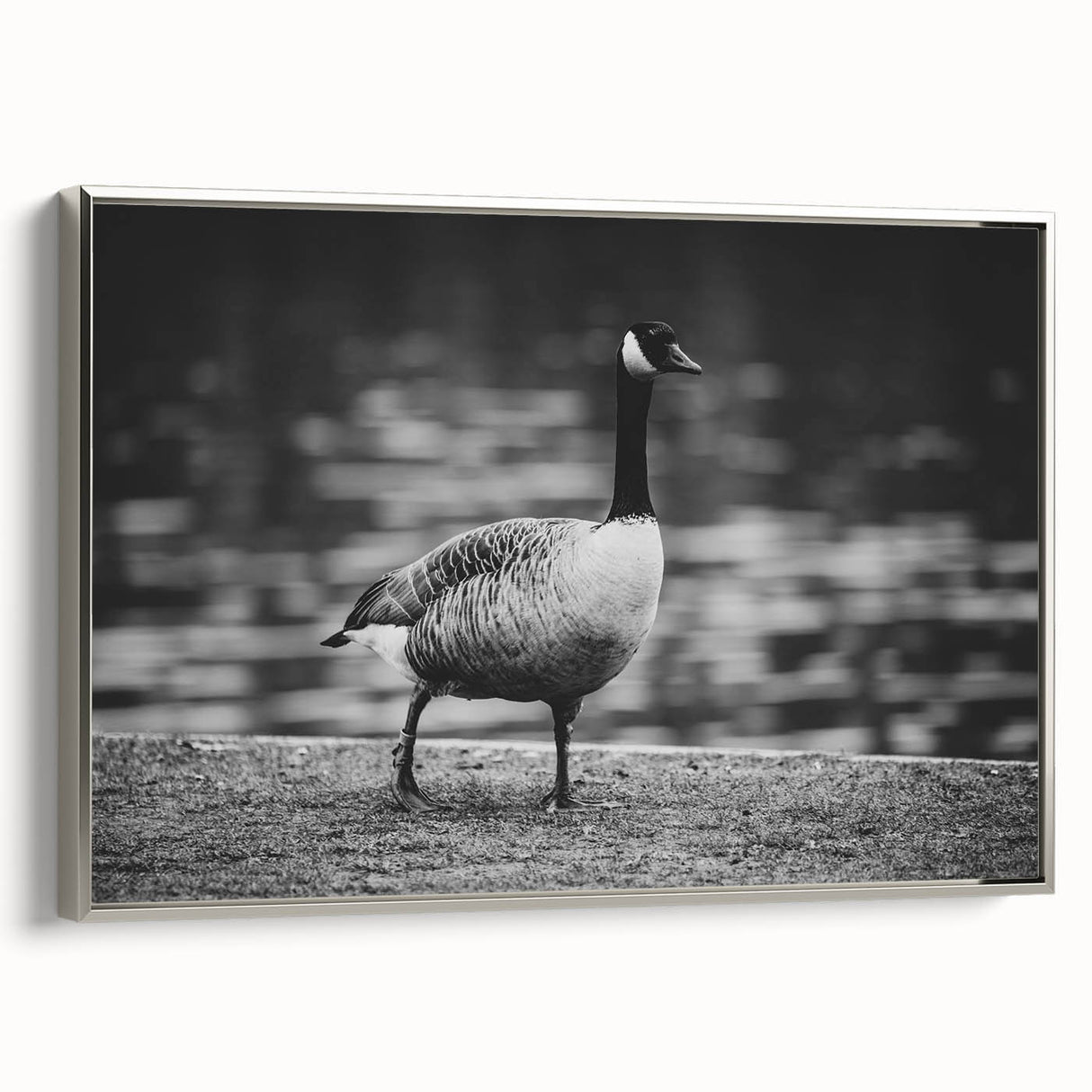 Framed canvas wall art showcasing an elegant silver goose design, set against a neutral background, perfect for modern home decor. Ideal for bird lovers and minimalist aesthetics.