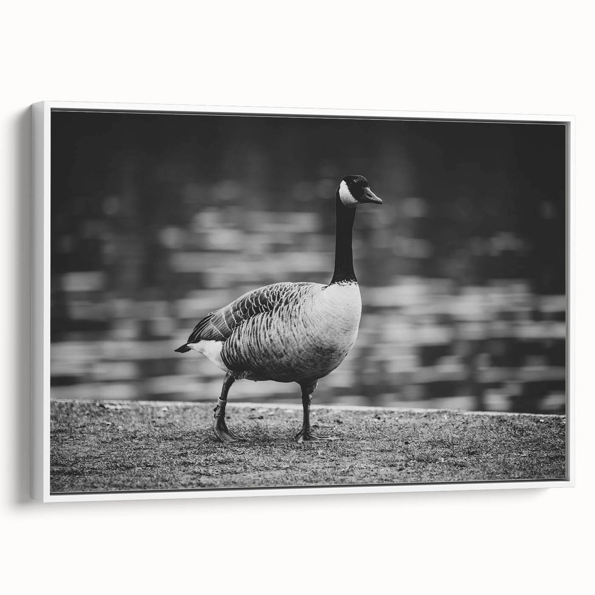 Framed wall art collection featuring a serene goose design on a white canvas, displayed in a stylish side view. Ideal for enhancing modern home decor.