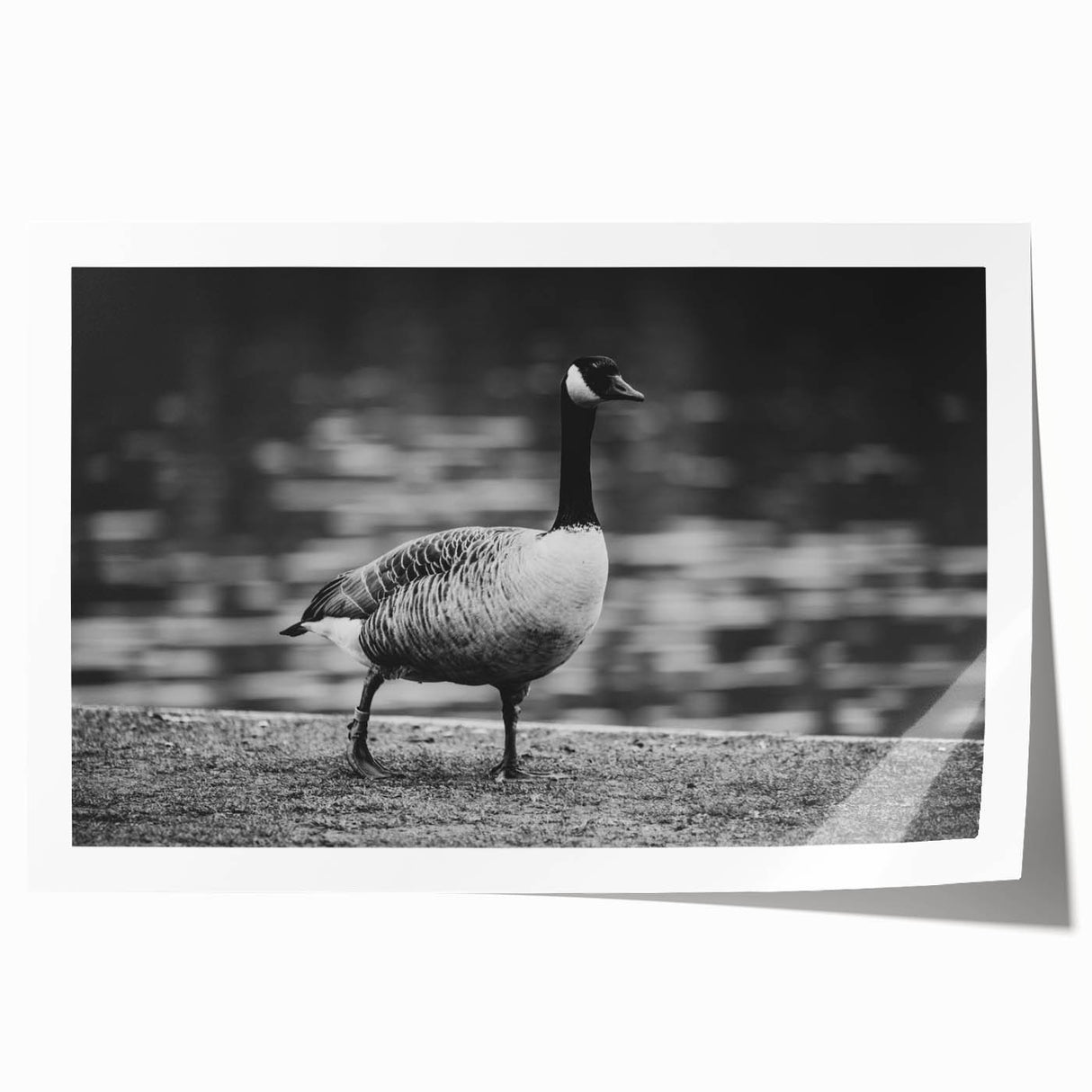 Colorful rolled wall art print featuring a stylized goose design, showcasing vibrant hues and intricate details, ideal for modern decor and artistic expression.